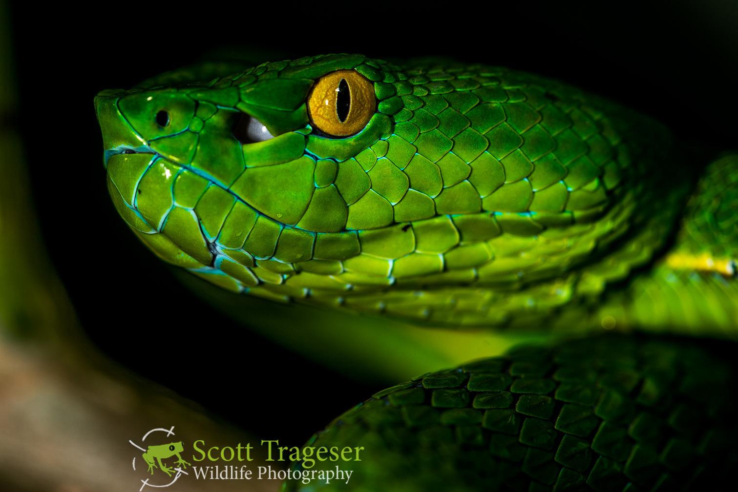 vogels pit viper trimeresurus vogeli