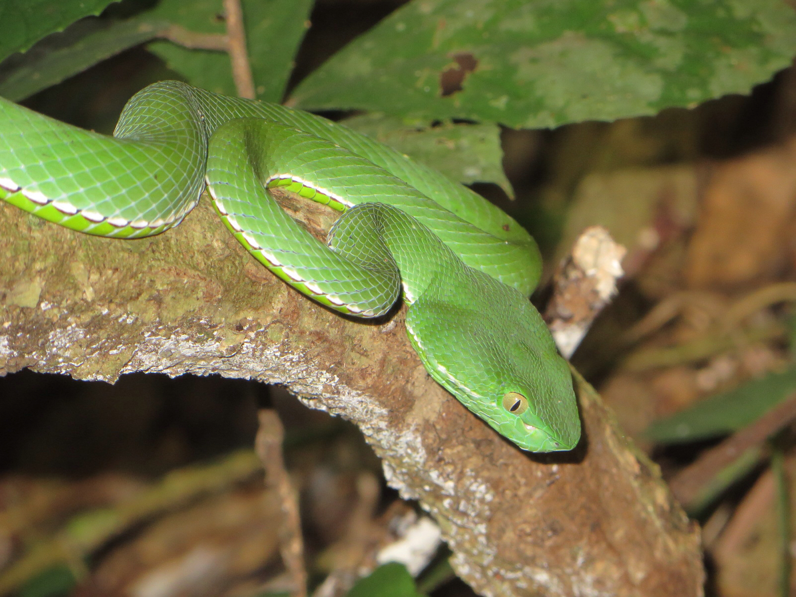 vogels pit viper trimeresurus vogeli