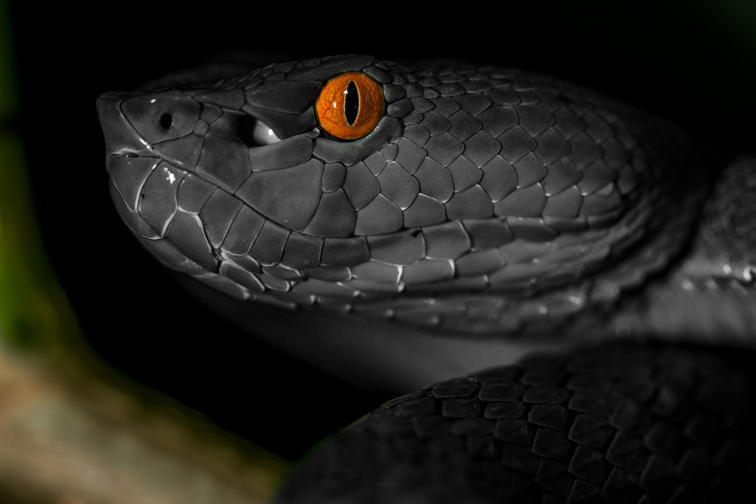 vogels pit viper trimeresurus vogeli