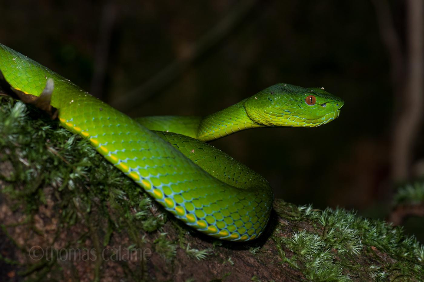 vogels pit viper trimeresurus vogeli