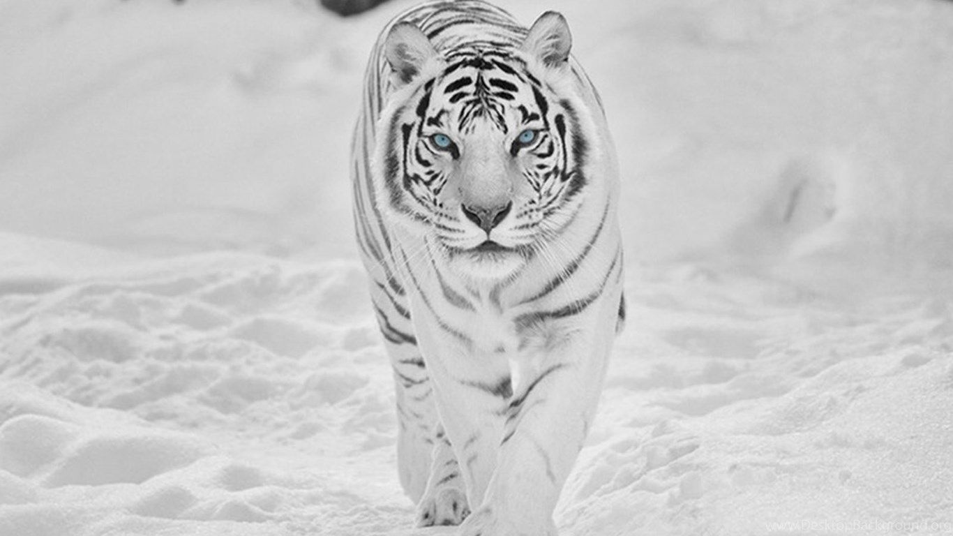8k tiger uhd