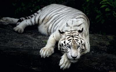 تصویر شماره 13 از آلبوم تصویر زمینه 8k tiger uhd