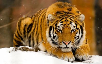 تصویر شماره 1 از آلبوم تصویر زمینه 8k tiger uhd