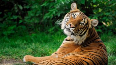تصویر شماره 6 از آلبوم تصویر زمینه 8k tiger uhd