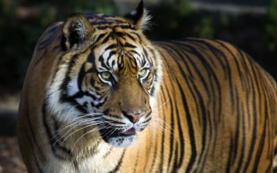 تصویر شماره 20 از آلبوم تصویر زمینه 8k tiger uhd