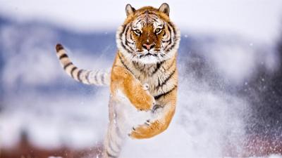 تصویر شماره 10 از آلبوم تصویر زمینه 8k tiger uhd