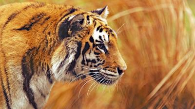 تصویر شماره 35 از آلبوم تصویر زمینه 8k tiger uhd