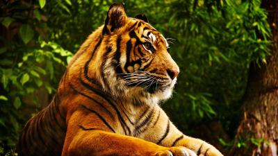تصویر شماره 9 از آلبوم تصویر زمینه 8k tiger uhd