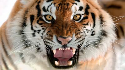 تصویر شماره 33 از آلبوم تصویر زمینه 8k tiger uhd
