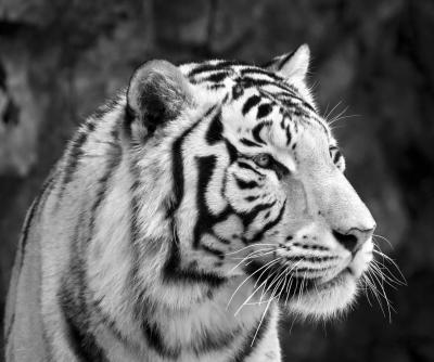 تصویر شماره 37 از آلبوم تصویر زمینه 8k tiger uhd
