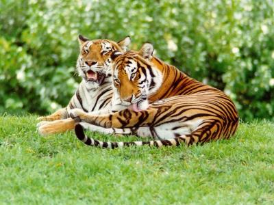 تصویر شماره 42 از آلبوم تصویر زمینه 8k tiger uhd