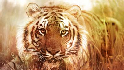 تصویر شماره 12 از آلبوم تصویر زمینه 8k tiger uhd