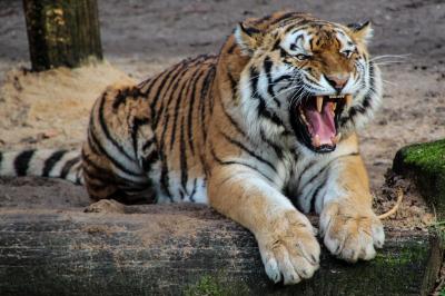 تصویر شماره 8 از آلبوم تصویر زمینه 8k tiger uhd