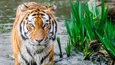 تصویر شماره 7 از آلبوم تصویر زمینه 8k tiger uhd