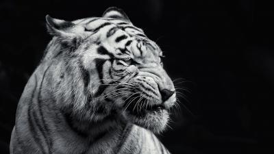 تصویر شماره 29 از آلبوم تصویر زمینه 8k tiger uhd