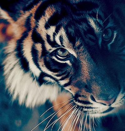 تصویر شماره 41 از آلبوم تصویر زمینه 8k tiger uhd