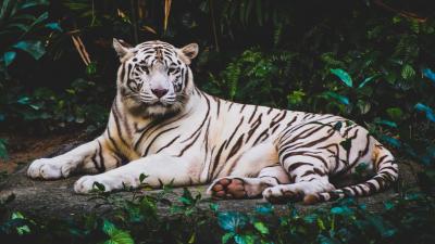 تصویر شماره 15 از آلبوم تصویر زمینه 8k tiger uhd