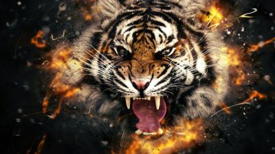 تصویر شماره 49 از آلبوم تصویر زمینه 8k tiger uhd