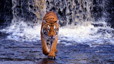 تصویر شماره 27 از آلبوم تصویر زمینه 8k tiger uhd