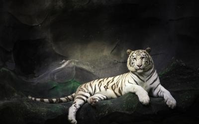 تصویر شماره 44 از آلبوم تصویر زمینه 8k tiger uhd