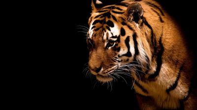 تصویر شماره 47 از آلبوم تصویر زمینه 8k tiger uhd