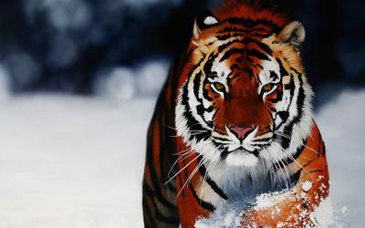 تصویر شماره 38 از آلبوم تصویر زمینه 8k tiger uhd