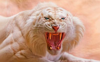 تصویر شماره 36 از آلبوم تصویر زمینه 8k tiger uhd