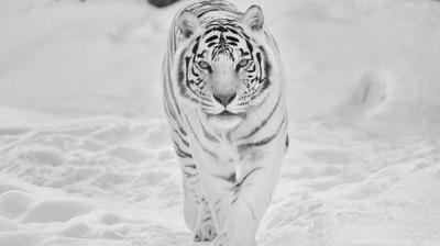 تصویر شماره 26 از آلبوم تصویر زمینه 8k tiger uhd