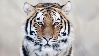 تصویر شماره 46 از آلبوم تصویر زمینه 8k tiger uhd