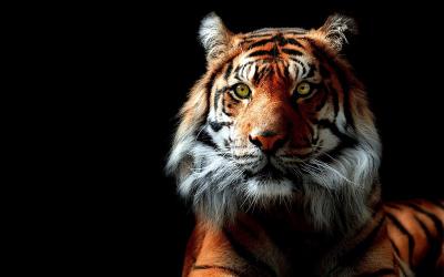 تصویر شماره 3 از آلبوم تصویر زمینه 8k tiger uhd