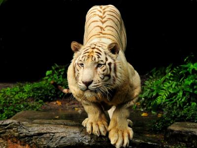 تصویر شماره 18 از آلبوم تصویر زمینه 8k tiger uhd