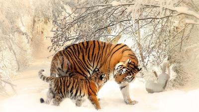 تصویر شماره 43 از آلبوم تصویر زمینه 8k tiger uhd