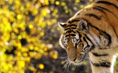 تصویر شماره 14 از آلبوم تصویر زمینه 8k tiger uhd