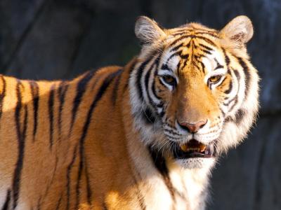 تصویر شماره 22 از آلبوم تصویر زمینه 8k tiger uhd
