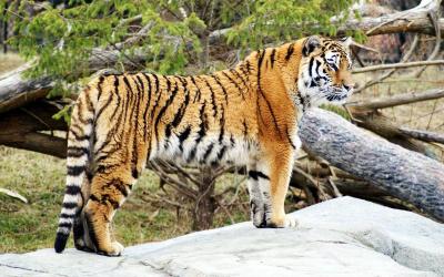 تصویر شماره 32 از آلبوم تصویر زمینه 8k tiger uhd
