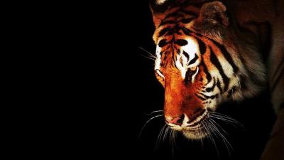 تصویر شماره 4 از آلبوم تصویر زمینه 8k tiger uhd