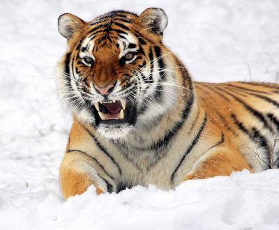 تصویر شماره 19 از آلبوم تصویر زمینه 8k tiger uhd