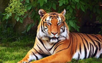 تصویر شماره 24 از آلبوم تصویر زمینه 8k tiger uhd