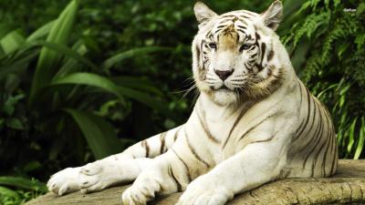 تصویر شماره 30 از آلبوم تصویر زمینه 8k tiger uhd