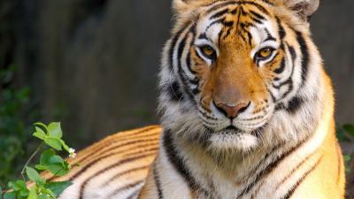 تصویر شماره 39 از آلبوم تصویر زمینه 8k tiger uhd