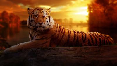 تصویر شماره 50 از آلبوم تصویر زمینه 8k tiger uhd