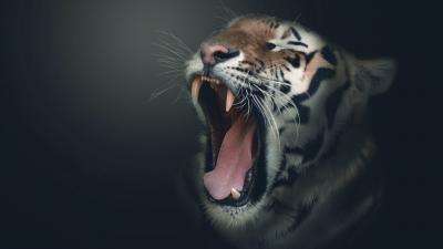تصویر شماره 25 از آلبوم تصویر زمینه 8k tiger uhd