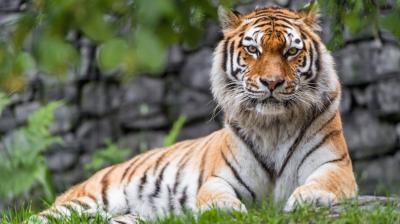 تصویر شماره 51 از آلبوم تصویر زمینه 8k tiger uhd