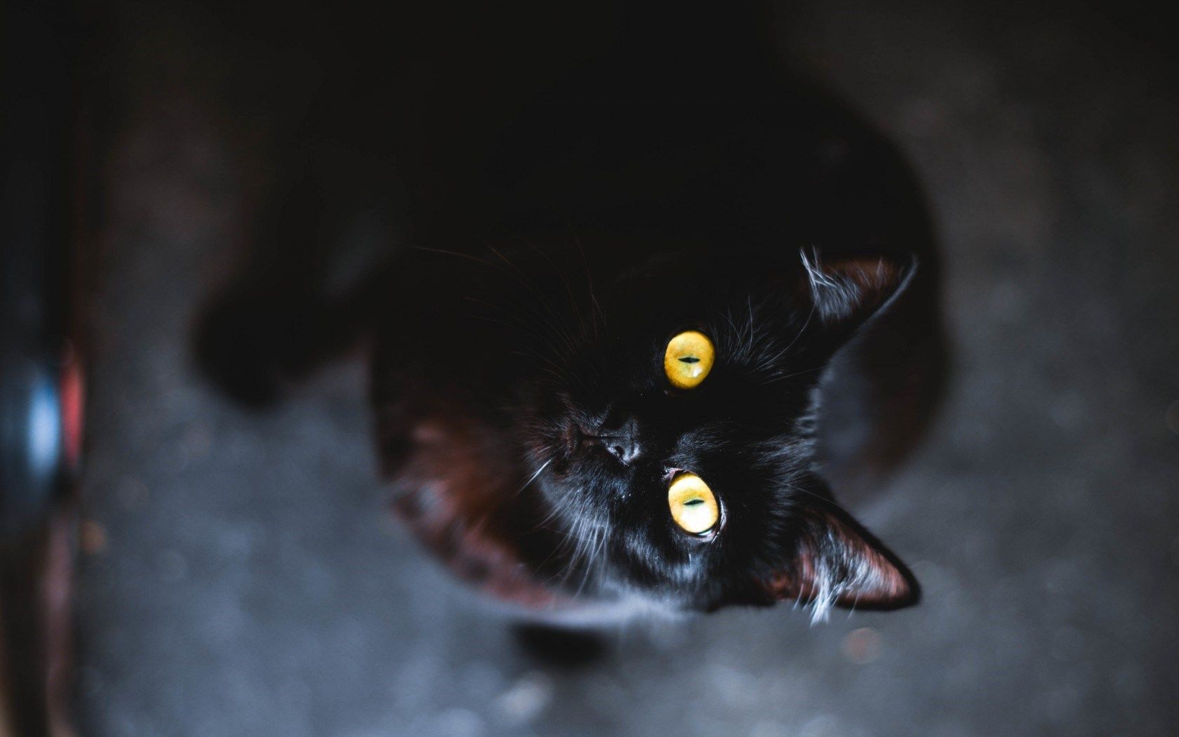 گربه سیاه (black cat)