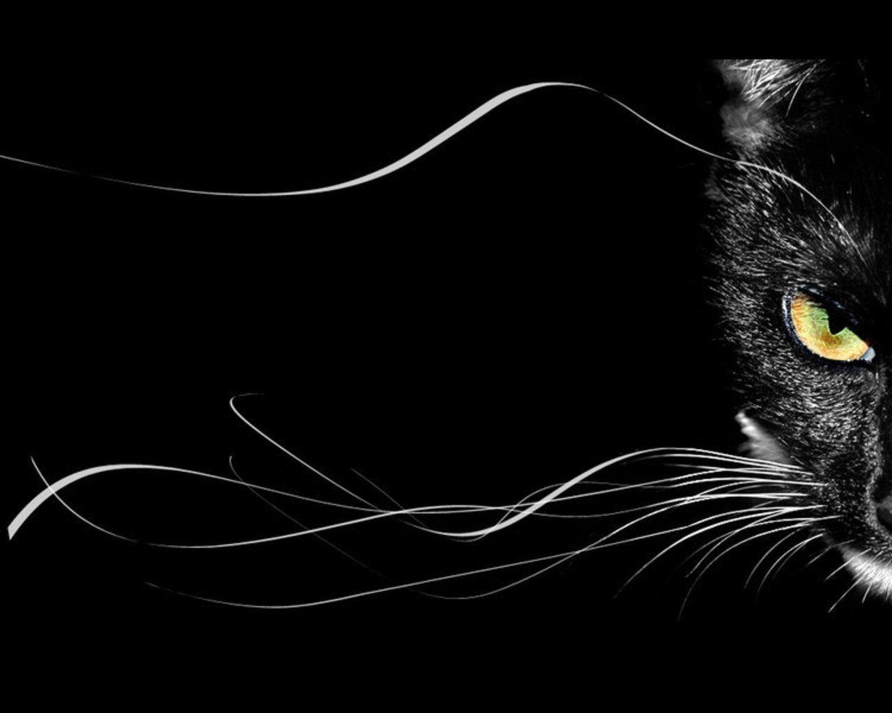گربه سیاه (black cat)