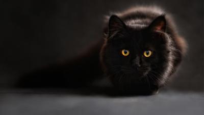 تصویر شماره 44 از آلبوم تصویر زمینه گربه سیاه (black cat)