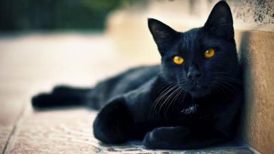 تصویر شماره 37 از آلبوم تصویر زمینه گربه سیاه (black cat)