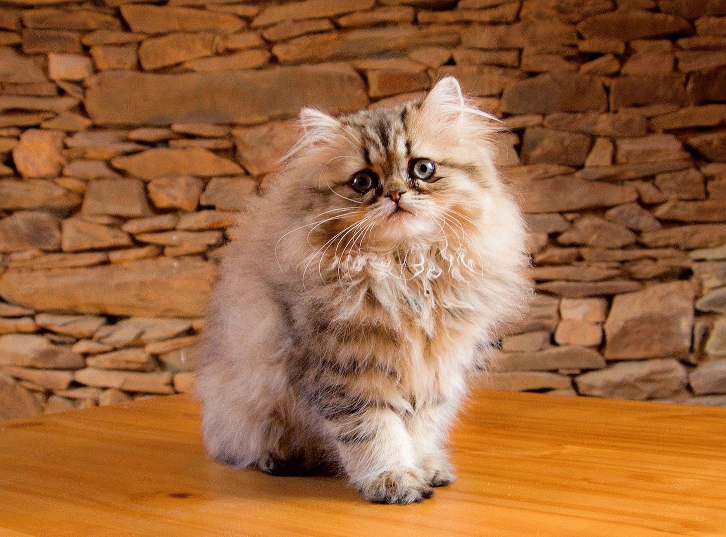 گربه ایرانی (Persian cat)
