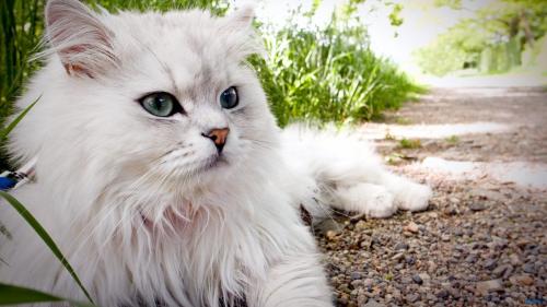 گربه ایرانی (Persian cat)