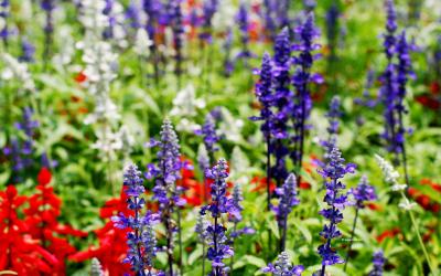 تصویر شماره 36 از آلبوم تصویر زمینه گل های قرمز سفید و آبی (red white and blue flowers)